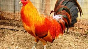 Sabung ayam secara darat tidak diperbolehkan, karena dianggap menyiksa ayam dan sebagainya. Harga Ayam Peru Terbaru Maret 2021 Bulan Ini Nyonyor Com 2021