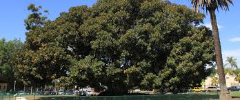 Montecito & chapala streets, santa barbara, ca. Moreton Bay Fig Tree Balboa Park