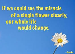Flower quotes for every occasion. Flower Change Buddha Quote Collection Of Inspiring Quotes Sayings Images Wordsonimages