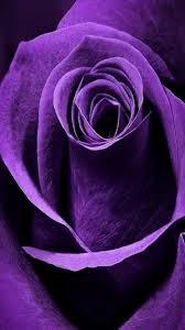 I have compiled the list of dark purple flowers. Dark Purple Rose Aesthetic Novocom Top