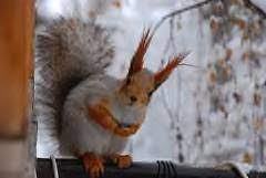 Ash animal hair makeup brushesask price. Do Animal Hair Makeup Brushes Contribute To Animal Cruelty