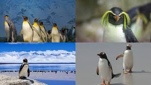 Their knees and upper legs are feather covered, hiding them from view. Do Penguins Have Knees And Feathers Science Trends