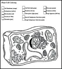 Animal cell coloring the answer key to the cell coloring worksheet is available at teachers pay teachers.payments help support biologycorner.com. Animal And Plant Cell Coloring Pages Coloring Home