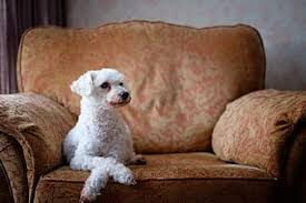 We now have faster production times to get your dog into a chair as quickly as possible! Royalty Free Dog Sitting In A Chair Photos Pikist