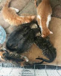 Ankara 6 Tane Yavruya Acil Yuva Araniyor Batikentte Bir Sitede Bakilan Bu 2 Aylik Yavrulari Istemeyen Kisiler Oldugu Icin Site Yo Shag Rug Cats Animals