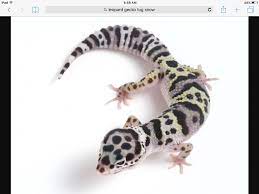 Maybe you would like to learn more about one of these? This Is A Really Cool Morph Called The Tug Snow Leopard Gecko Lizard Gecko