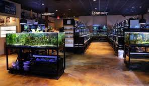 Therefore, it is best to keep just one yellow hawaiian tang per aquarium, unless multiple yellow hawaiian tangs are introduced into the system simultaneously. Freshwater Fish Department Saltwater Aquarium Setup Aquarium Store Fishing Room