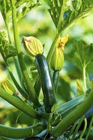 Check spelling or type a new query. Should I Fertilize Zucchini Information On Zucchini Fertilizer Requirements