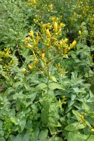Image result for Hypericum