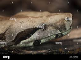 Image result for Anisotes formosissimus