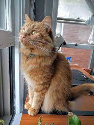 Hi Reddit This Is Coriander Http Ift Tt 2blqyld Kittens Cutest Cats Cute Cats