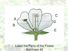 How to identify six plant families using their flowers owlcation. 30 Label The Parts Of A Flower Labels Database 2020