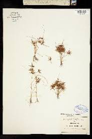 Image result for Cyperus amabilis