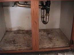 kitchen sink mold healthful home products