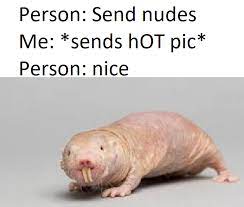 Naked Mole Rat Is Hot Not A Furry I Swear Memes