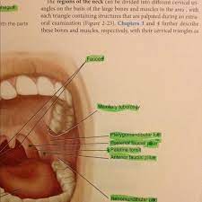 We did not find results for: Head And Neck Anatomy Chapter 1 Flashcards Chegg Com