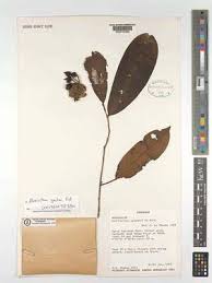 Image result for Uvariastrum germainii