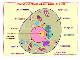 Cell Structure And Function Chapter 7 Characteristics Of