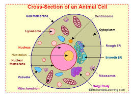 cell structure and function chapter 7 characteristics of