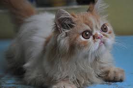 Di kalangan pecinta kucing, kucing himalaya juga dikenal dengan nama 'himmie', lo! 4 Jenis Kucing Peranakan Persia