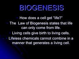 The Cell Dr Jobe Martin Ppt Download