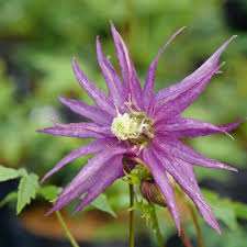 Winds s at 16 mph (25.7 kph). Sparky Purple Clematis Proven Winners