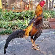 Ayam filipina merupakan jenis ayam petarung atau ayam tangkas yang mana pada kaki ayam akan dipasangi taji pisau sebagai senjata. Jenis Ayam Laga Yang Populer Di Sabung Ayam Online Apa Ajakah Itu