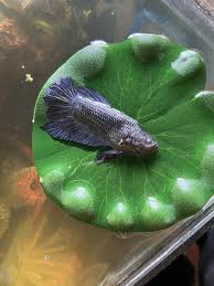 Can Betta Fish Jump? - Nicebettathailand.Com