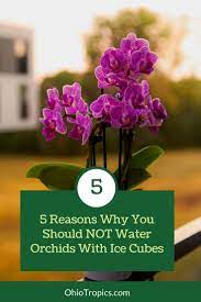 Why You Should Not Water Your Orchids With Ice Cubes Orchids In Water Orchids House Plant Care