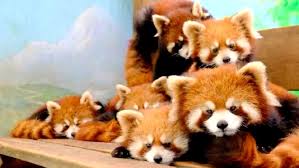The event will be located at the savanna cafe and red panda exhibit. 11 Red Panda Cubs Make Public Debut At E China Zoo Cgtn