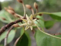 Image result for Mimusops elengi