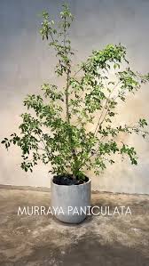 Image result for Maerua paniculata