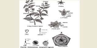 Yearly biennial or perpetual herbs or little tree. Identifying Characteristics Of The Family Solanaceae Qs Study