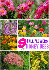 So, the bee generation is, unfortunately, declining, with more habitats sunflowers are a favorite among bees, especially honeybees, who are the flowers' most frequent the larvae, as well as other bee workers, need something called bee pollen. 9 Fall Flowers For Bees To Help Them Overwinter This Year