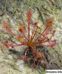 Image result for Pterodiscus aurantiacus