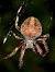 Marbled Orb Weaver Egg Sacs
