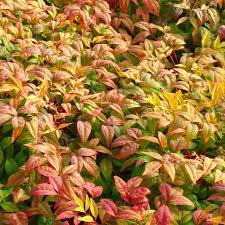 Maybe you would like to learn more about one of these? National Plant Network 1 Gallon Fire Power Nandina Foundation Hedge Shrub In Pot In The Shrubs Department At Lowes Com