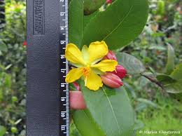 Image result for Ochna kirkii