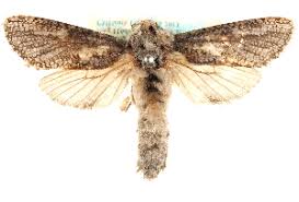 This moth was so large and heavy looking that leuba and i were suffering fits of laughter when we found her. Bold Systems Taxonomy Browser Endoxyla Genus