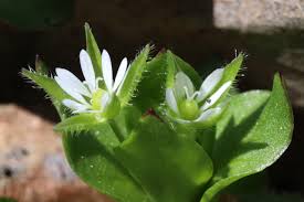 Image result for Stellaria mannii