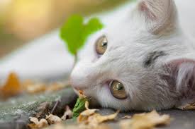 Als hauskatzen bezeichnet man landläufig die europäische kurzhaarkatze. Katzengras Wichtig Fur Hauskatzen Wisentinsel De