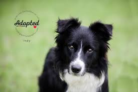 Border collie puppies for sale in texas select a breed. All Border Collie Rescue Reviews And Ratings The Woodlands Tx Donate Volunteer Review Greatnonprofits