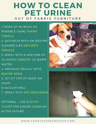 How To Get Pet Urine Out Of Fabric Furniture The Way To Clean Pee Out Of Your Microfiber Couch Pet Urine Cleaning Pet Urine Clean Pet