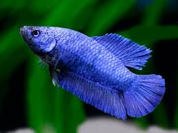 Delta and super delta bettas have tails with straight caudal edges—only theirs don't reach 180 degrees like halfmoon bettas. Super Delta Betta Female Aquafood