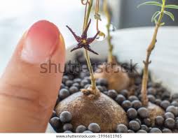 Image result for Murdannia stricta