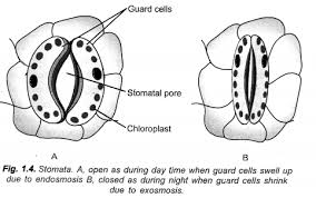Check spelling or type a new query. Life Processes Class 10 Important Questions And Answers Science Chapter 6