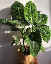 Dieffenbachia Reflector Rare Plant Sale By Rarebotanicalplants On Etsy Https Www Etsy Com Listing 702721078 Die Indoor Flowering Plants Rare Plants Plants