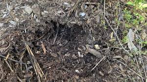 How to add compost to established garden. How To Use Compost Benefits Of Digging It In Eco Family Life