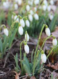 Snow Drop Flowers Galanthus Symbolism And Name Origins Snow Drop Flowers Galanthus Are A Late Winter Early Snow Drops Flowers Early Spring Flowers Flowers