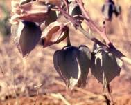 Image result for Trichodesma physaloides